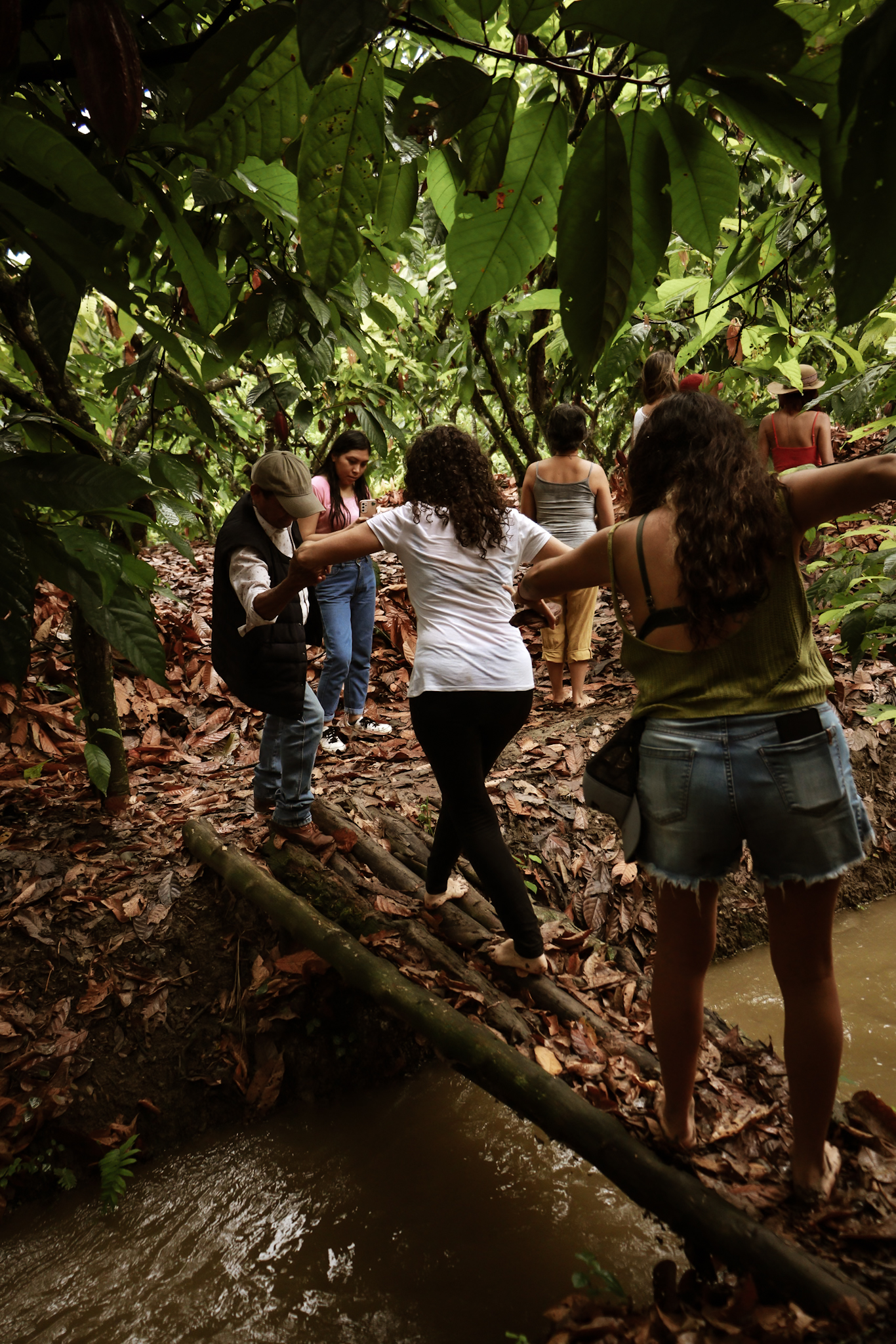 Semilla Espiral: peregrinaje por la ruta antigua del cacao